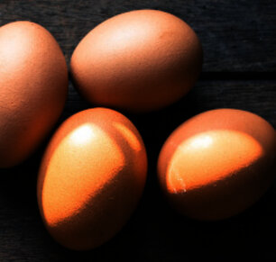 Eier